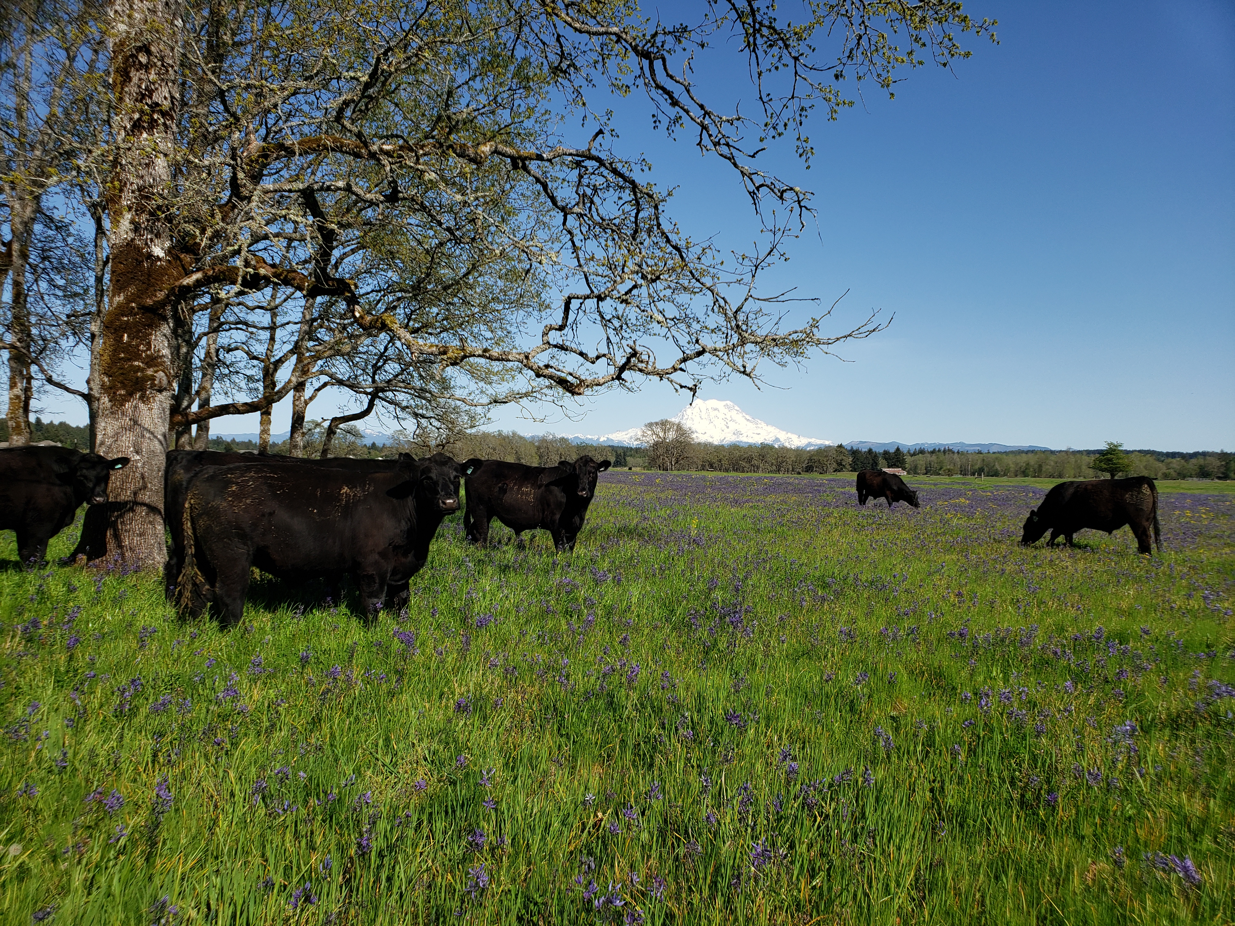 Cows grazing in a field with Mount Rainier in the background on a clear day.